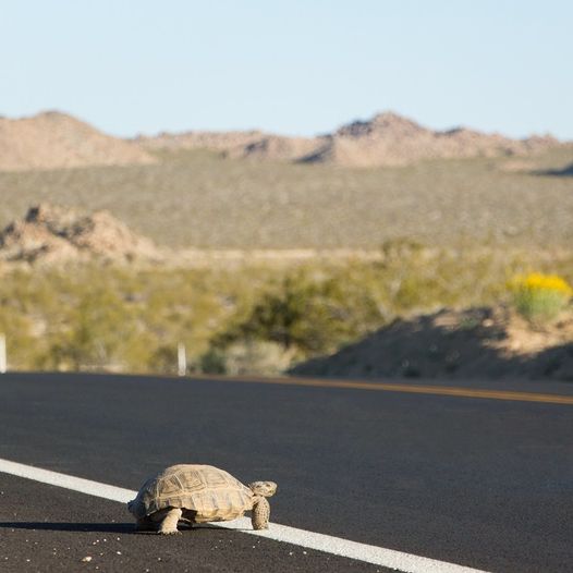 Desert Tortoise Information | Zia Country 99.5 | Southern New Mexico's ...